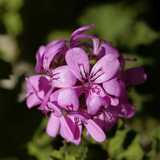 8 Top Tips for Pelargonium Care