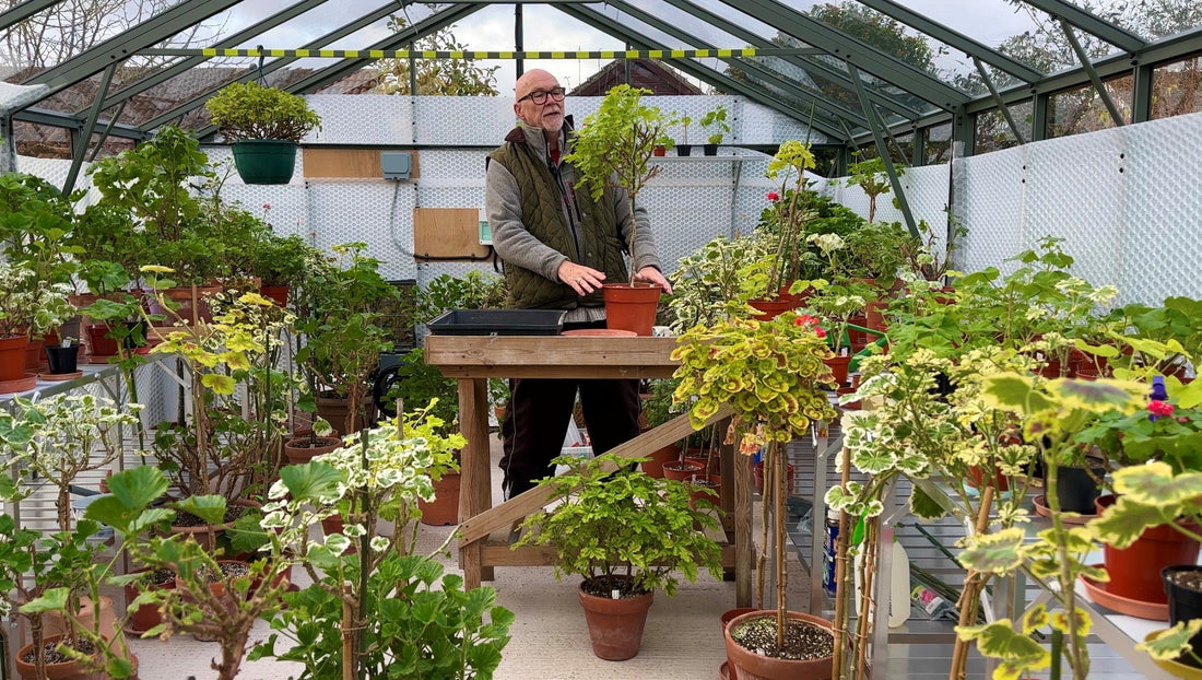 š± Breeding Regal Pelargoniums with Mr Pelargonium