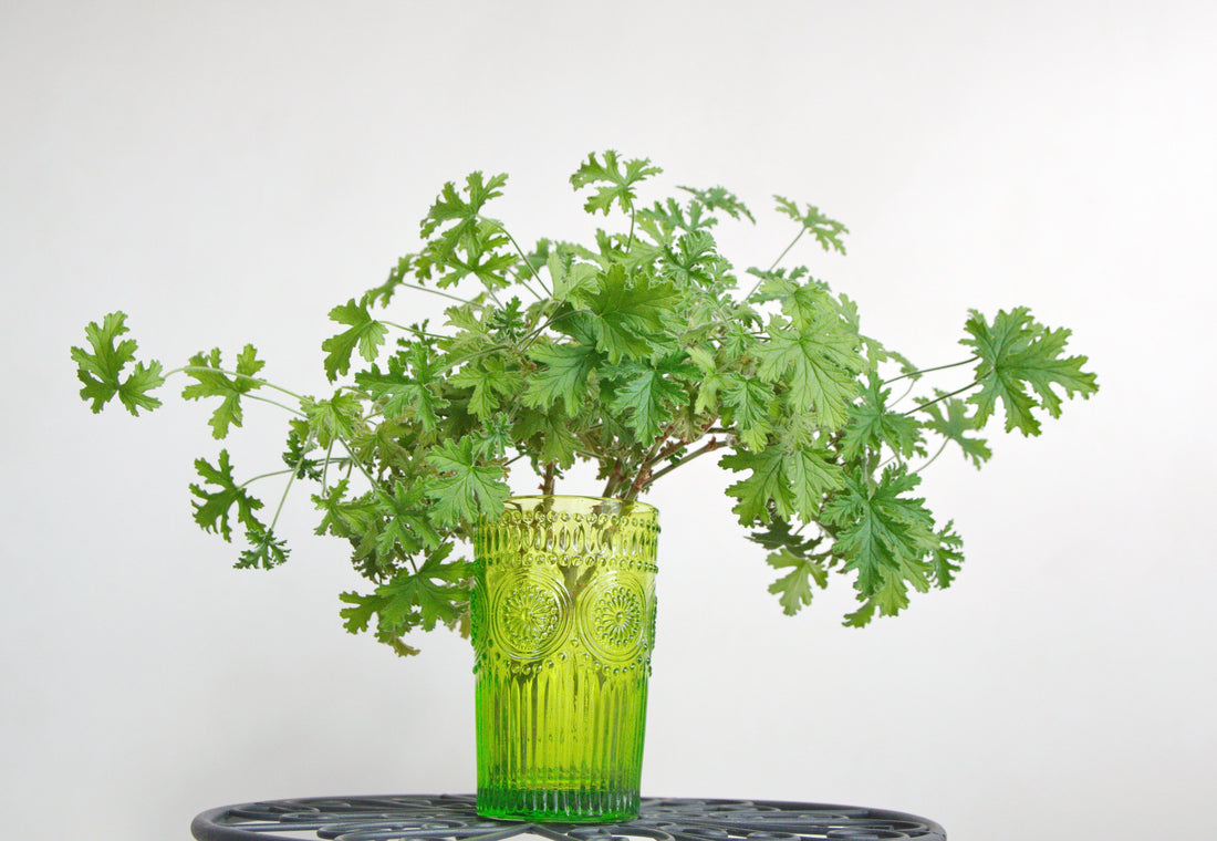How to Use Scented Pelargoniums to Fragrance Your Home ๐ธ
