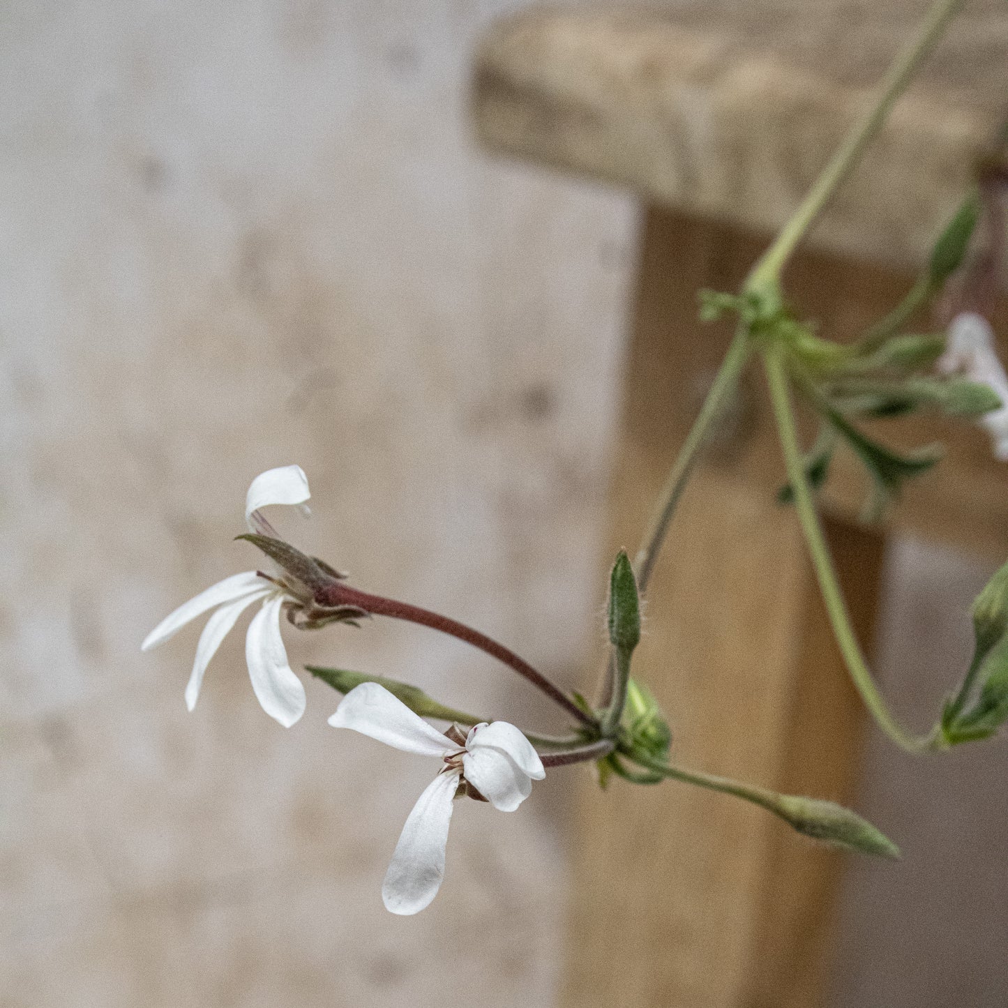P. abrotanifolium