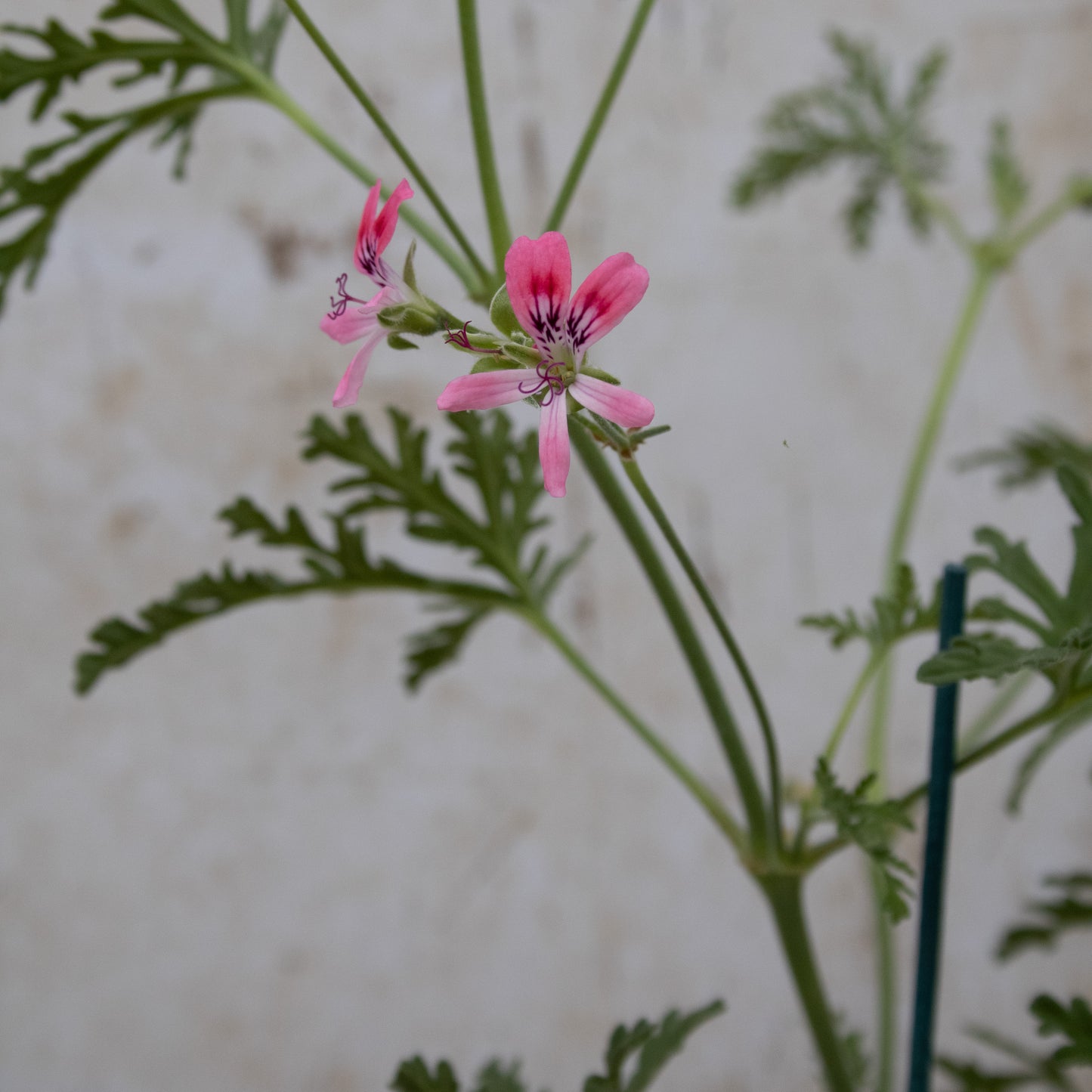 P. Blandfordianum Roseum