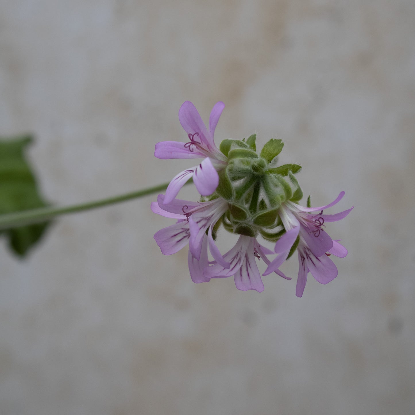 P. capitatum