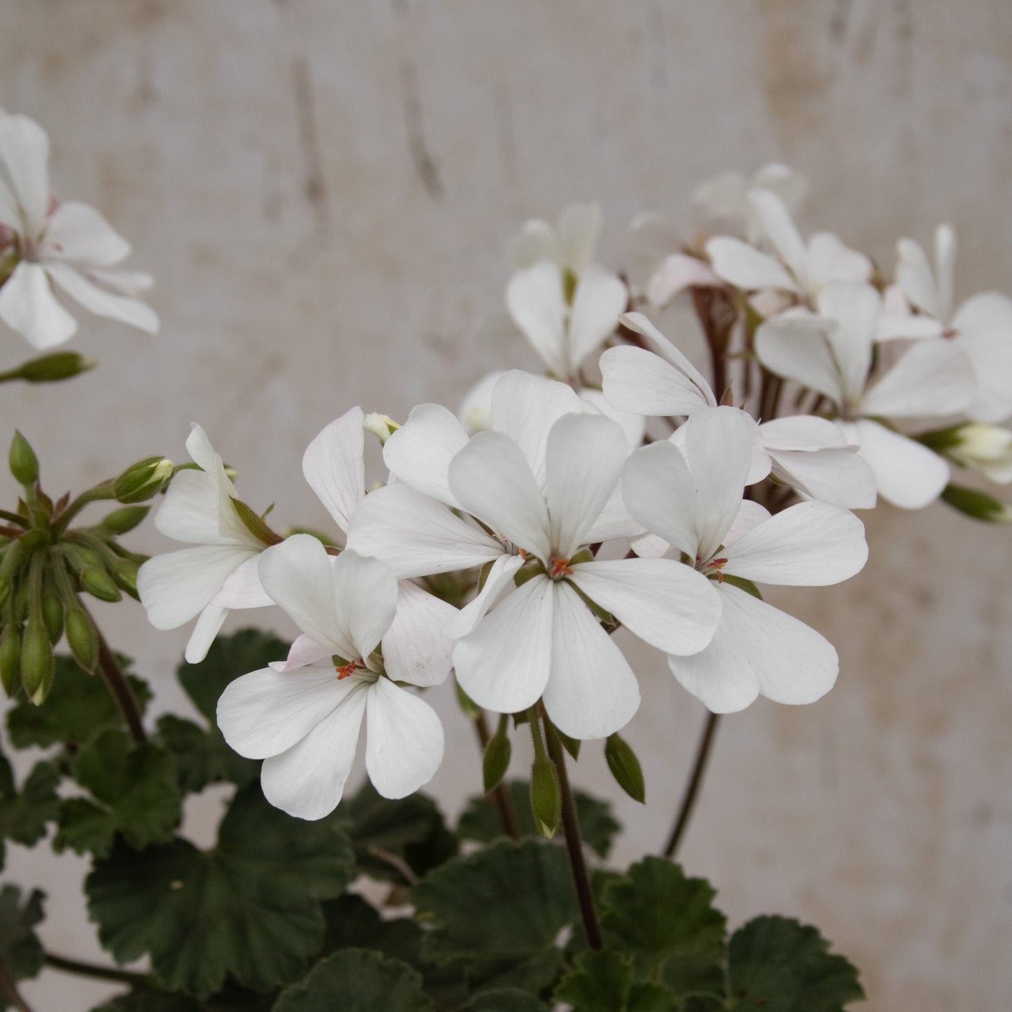 Dresden White
