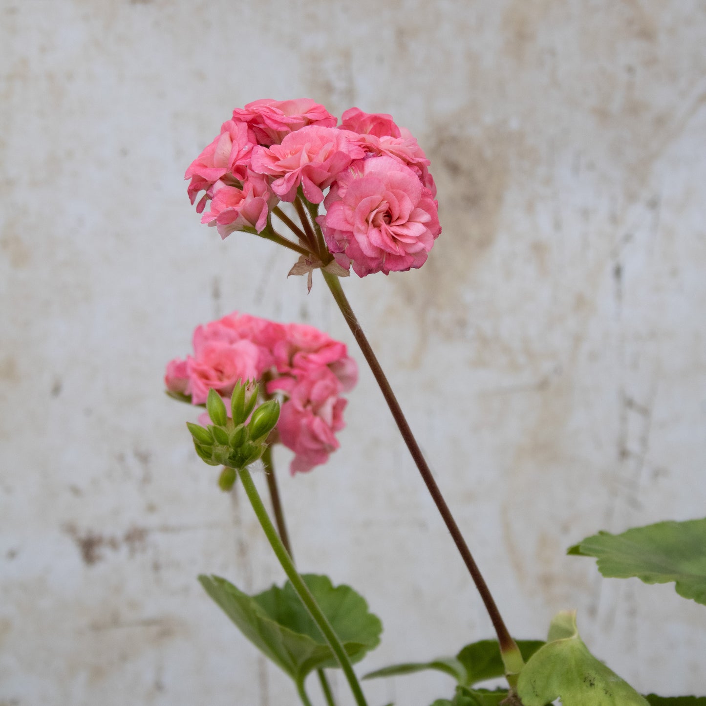 Grainger's Antique Rose