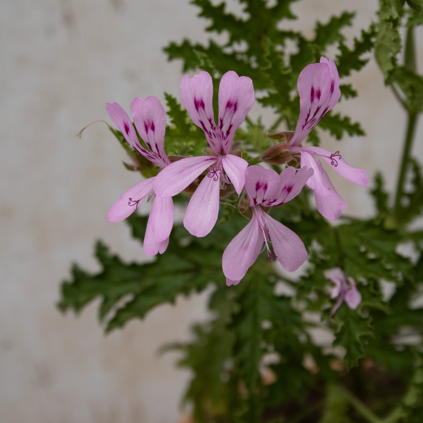 P. quercifolium