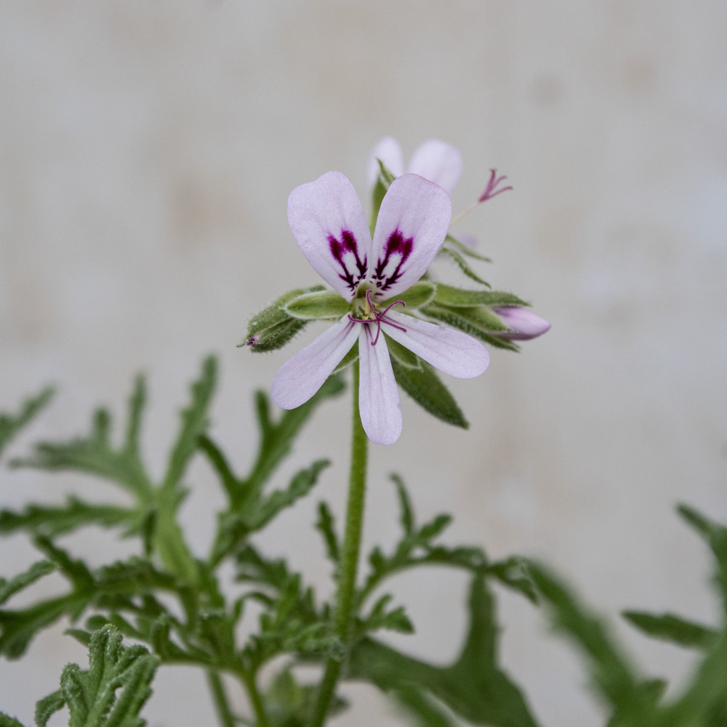 Radula