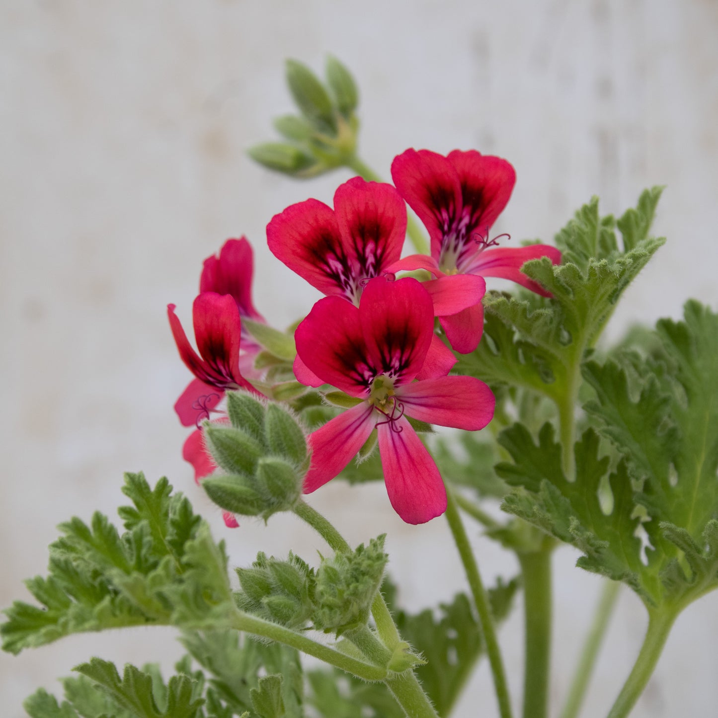 Radula Rosea