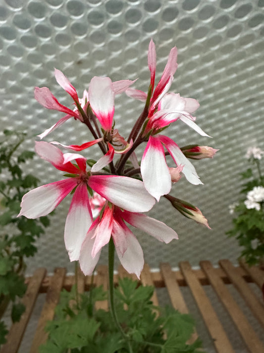 Rushmoor Coast Redwood