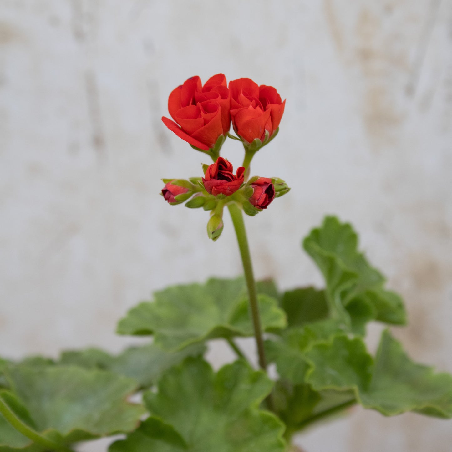 Scarlet Rambler