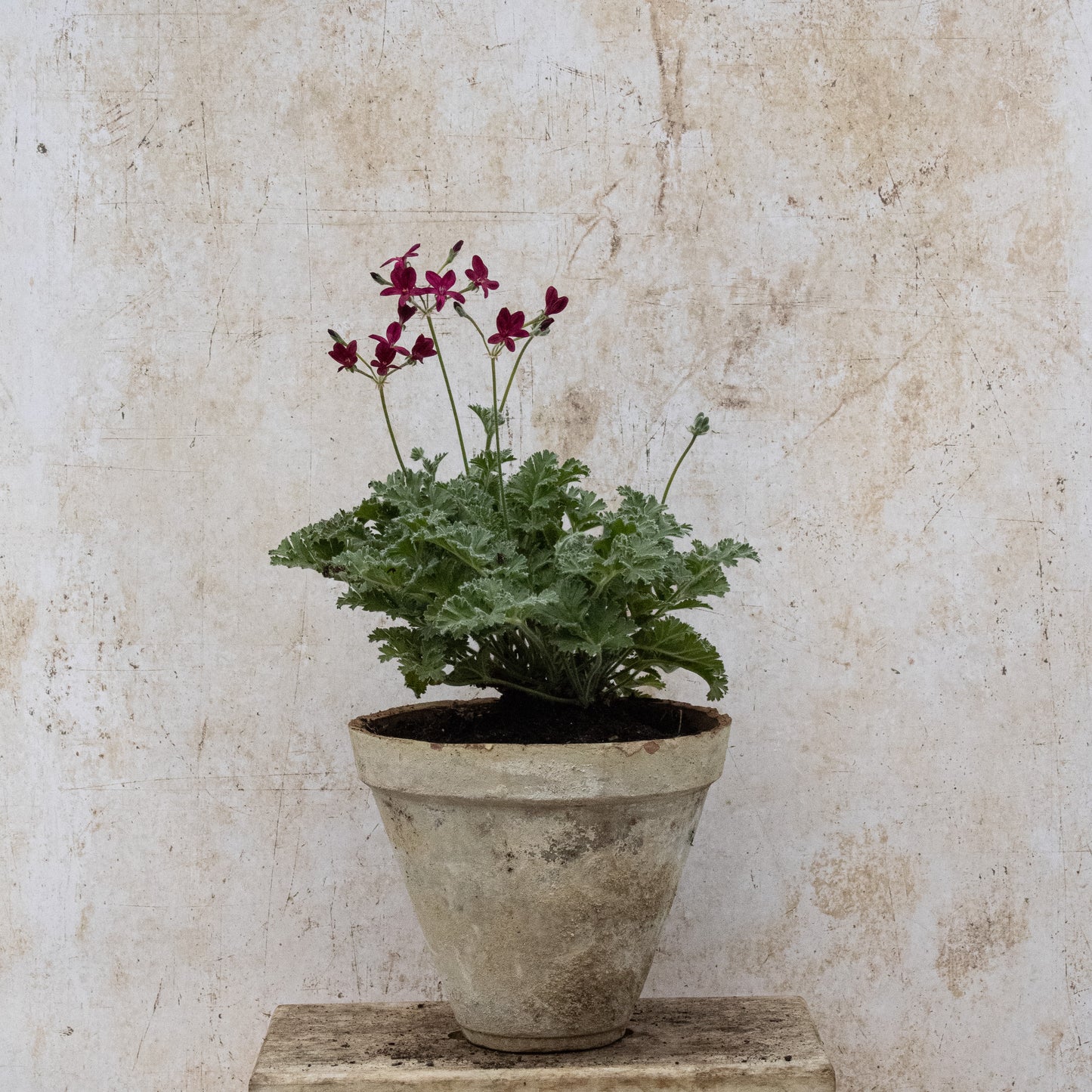 P. Schottii