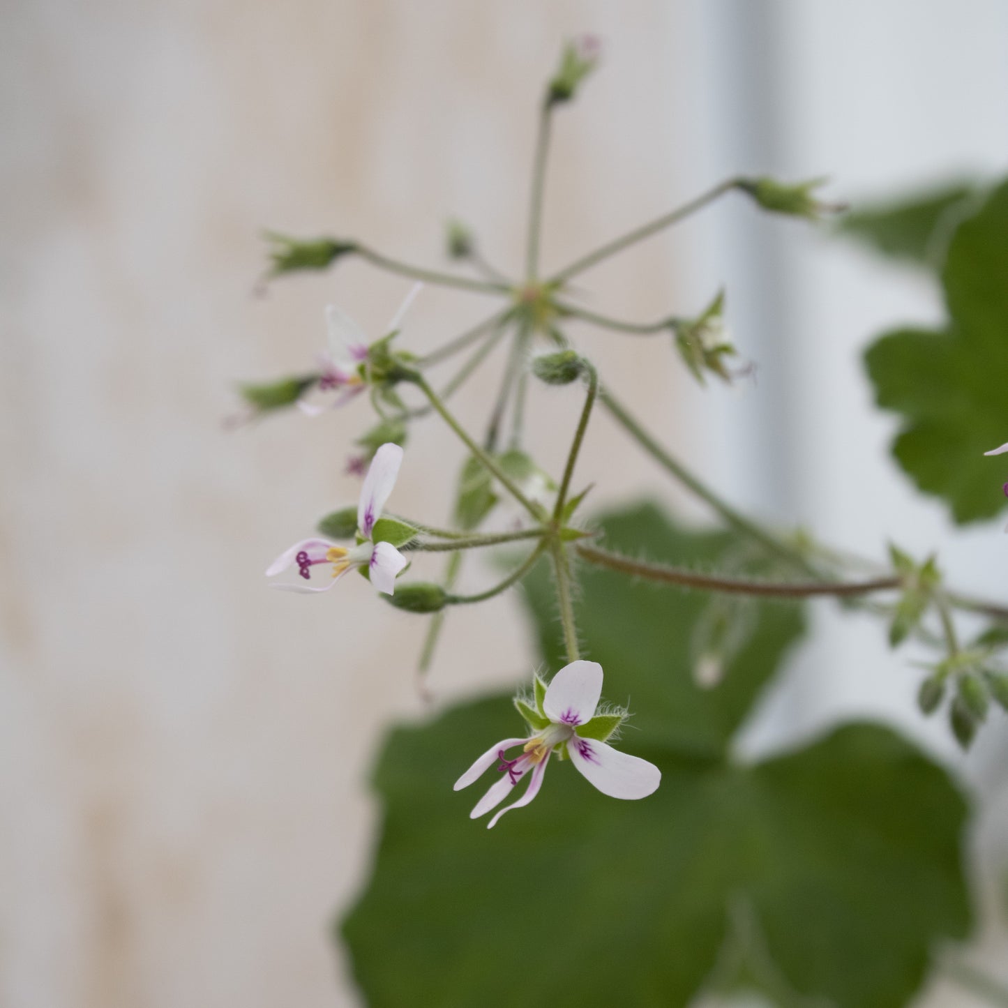 Tomentosum