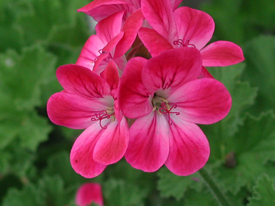 Scented-Leaved Collection