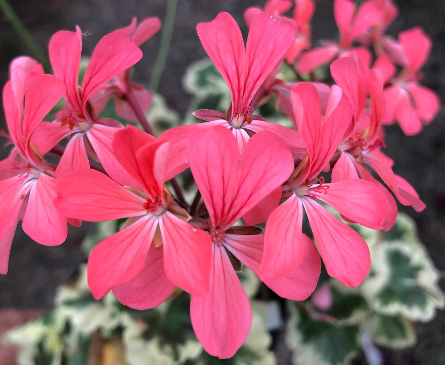 Rushmoor Cyril Clark