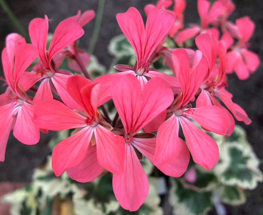 Rushmoor Cyril Clark