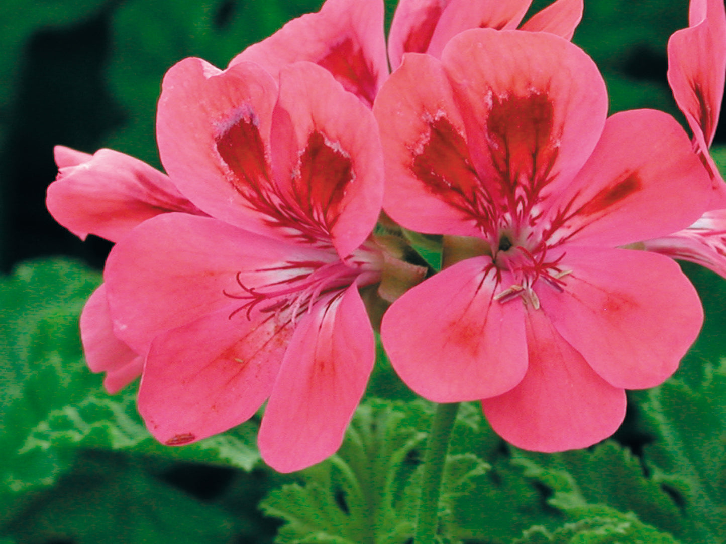 Scented-Leaved Collection