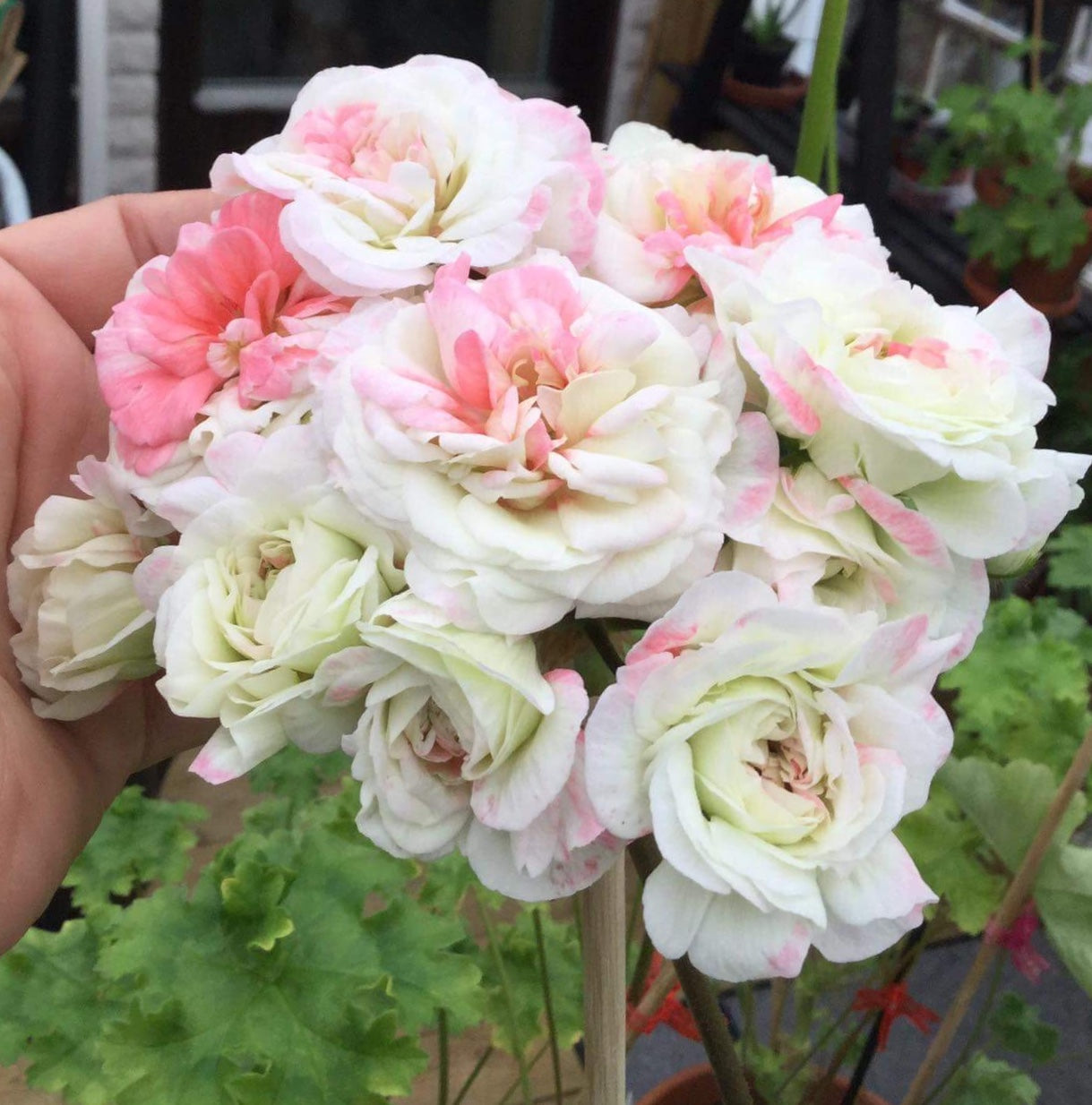 Zonartic Pelargonium Rushmoor Avon