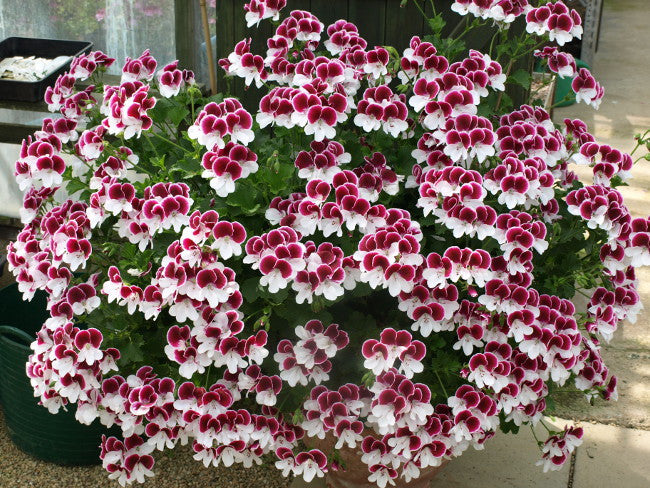 Garten Director Herman