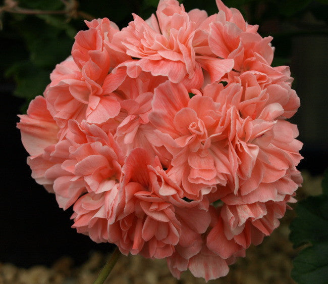 Lara Mandarin Pelargon