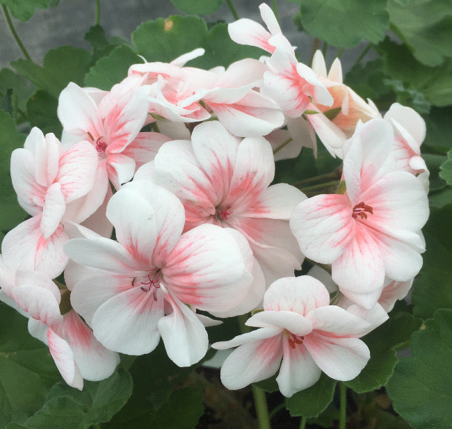 Lovely Vera Pelargon (Lovely Vera, Lovely Vera pelargoner, Vera pelargoner, Lovely Vera pelargon, Vera pelargon) Lovely Vera Pelargon