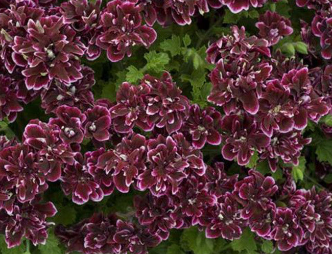 Quantock Double Dymond