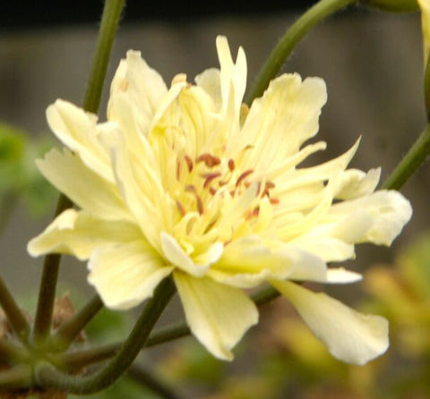 Rushmoor Mississippi