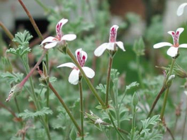 Picture of  P. abrotanifolium