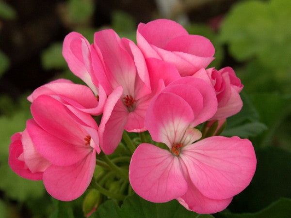 Picture of Ainsdale Beauty