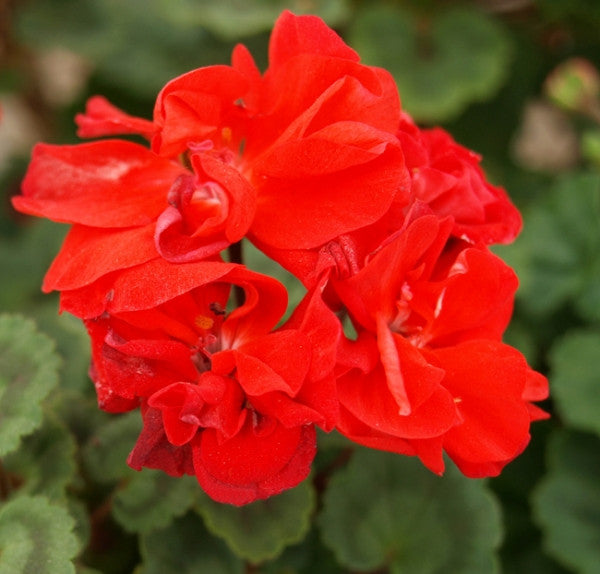 Picture of Ainsdale Junior