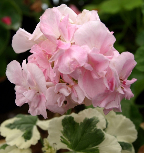 Picture of Alison March