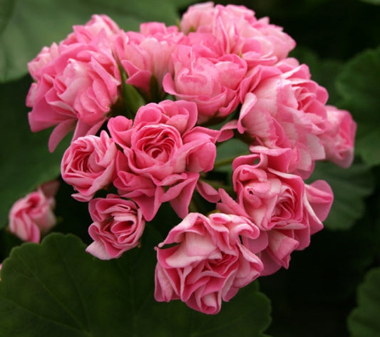 Picture of  Australian Pink Rambler