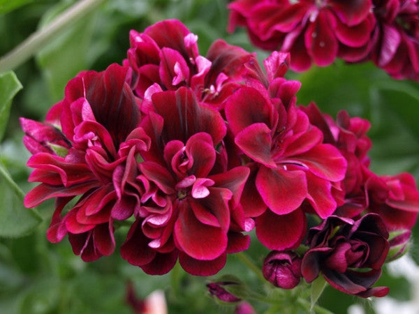 Pelargonium Barbe Bleue () Pelargonium Barbe Bleue