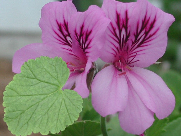 Picture of P. betulinum