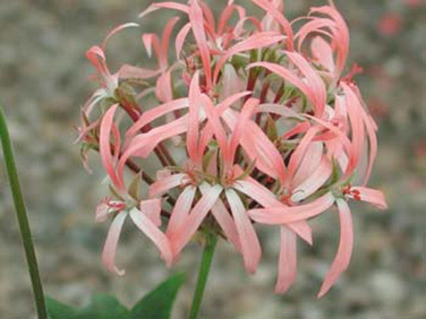 Picture of Bird Dancer