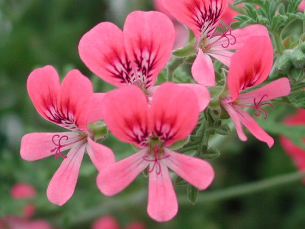 Picture of P. Blandfordianum Roseum