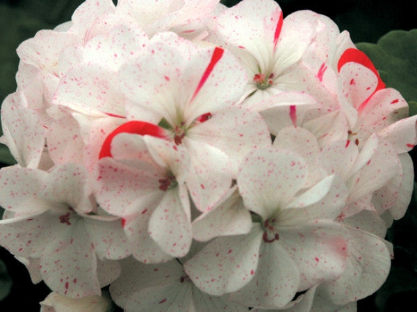 Bobberstone Pelargon (Bobberstone Pelargon, dess vackra, dess vackra blommor) Bobberstone Pelargon