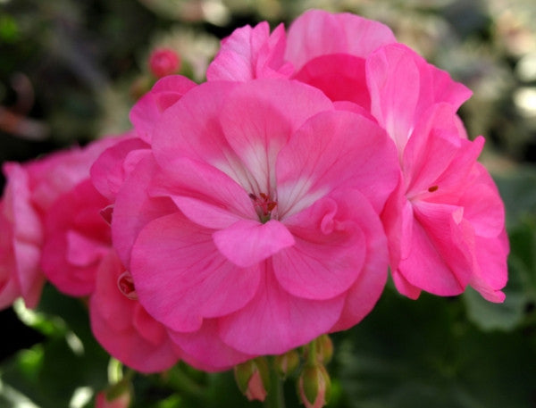 Picture of Bold Cherub