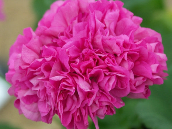 Picture of Bold Pixie