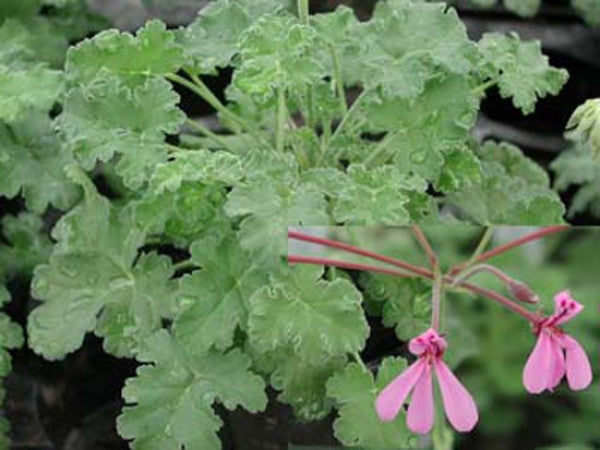 Picture of Brilliantine