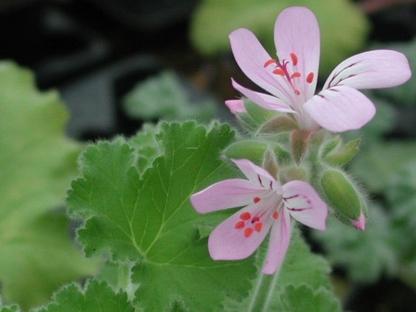 Picture of  P. capitatum