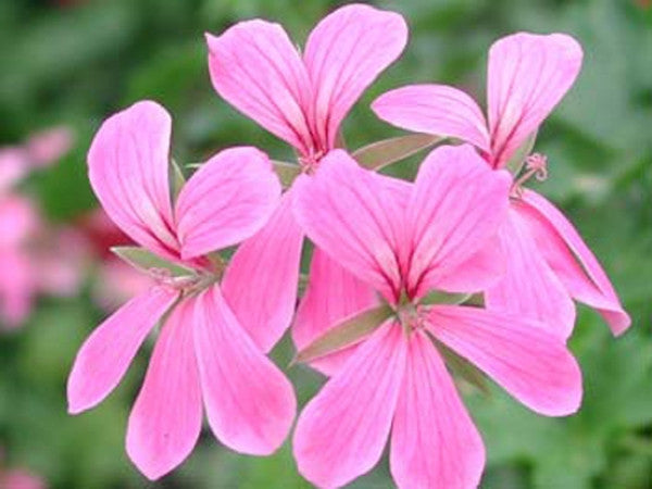 Picture of Cascade Lilac