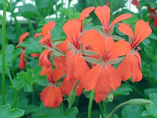 Picture of  Cascade Red