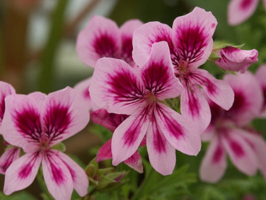 Picture of Charmay Marjorie