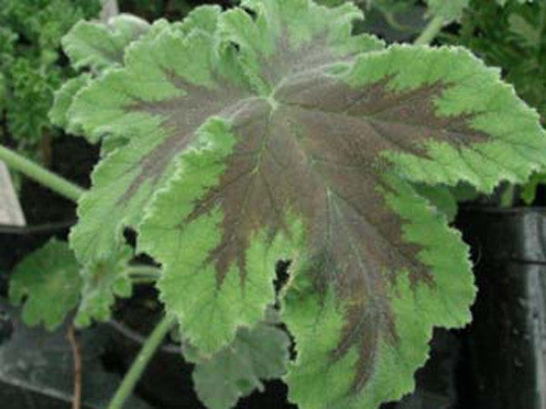 Picture of Chocolate Peppermint