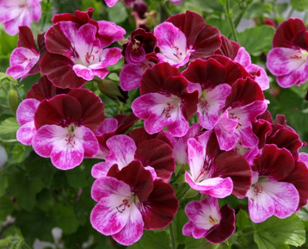 Picture of Cottenham Harmony