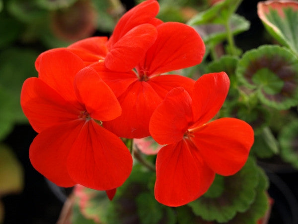 Picture of Cramden Red