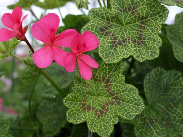 Picture of Crocodile