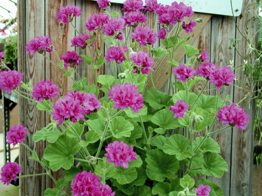 Picture of  P. cucullatum Flore Plenum