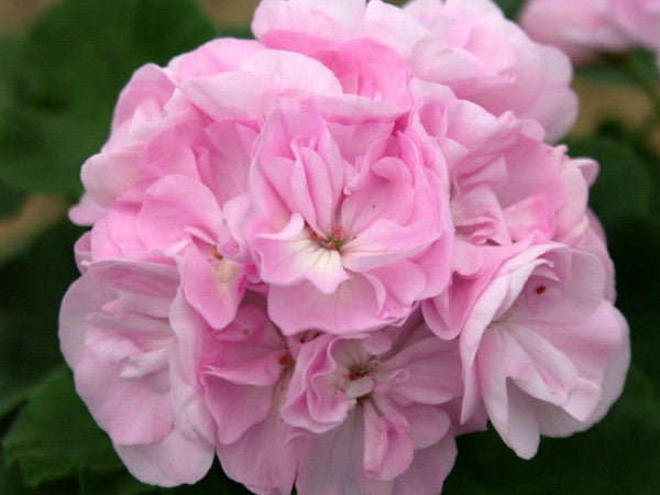 Picture of Deborah Milliken