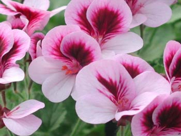 Picture of Deerwood Angel Wings