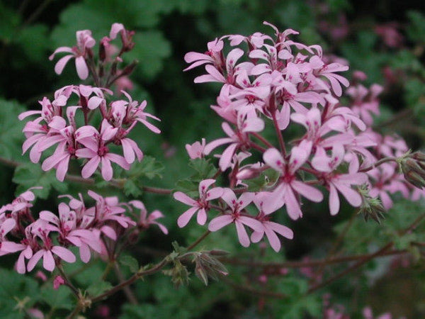 Picture of  P. Deerwood Lavender Lass